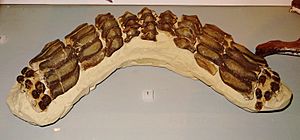 Asteracanthus ornatissimus teeth Tubingen