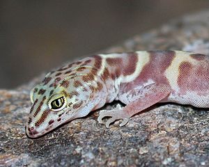 Banded Gecko 1 810 (1 of 1)