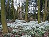 A view of the snowdrops in the gardens at Bank Hall