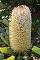 Banksia serrata Henry Hd email