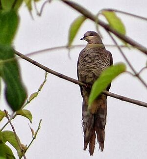 Barred Cuckoo-dove