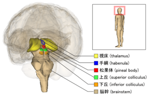 Brainstem and thalamus ja ja 135