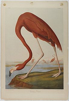 Brooklyn Museum - American Flamingo - John J. Audubon