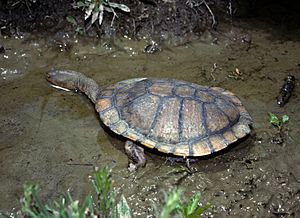 CSIRO ScienceImage 7775 Eastern Snakenecked Turtle.jpg