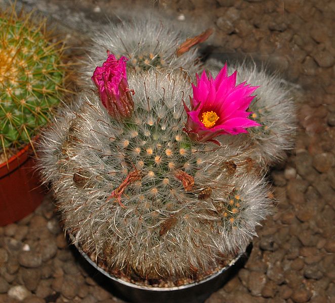 Cactaceae - Mammillaria guelzowiana