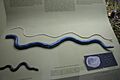 Caecilia nigricans (2963340188)