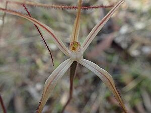 Caladenia microchila 02