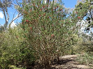 Calothamnus rupestris habit (ANBG)