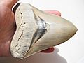 Carcharocles megalodon tooth