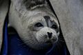 Caspian seal 03