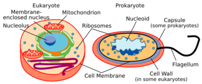 Celltypes