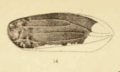Cercopis selwyni Scudder 1890 pl2 Fig14