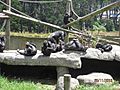 Chimps wiki