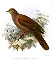 ChloraenasSubvinaceaKeulemans