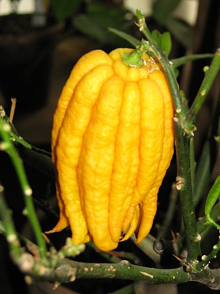 Citrus medica var. sarcodactylis 01