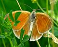 Common Ringlet, dorsal