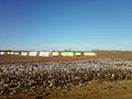 Cotton bales, Collingsworth Co. TX