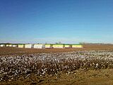 Cotton bales, Collingsworth Co. TX