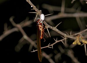 Crab Spider (Thomisidae) and Winged Termite prey (12640038823)