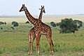 Eastern Serengeti 2012 05 31 2866 (7522635772)