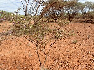 Eremophila punctata Facts for Kids