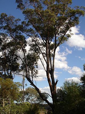 Eucalyptus botryoides1.jpg