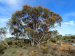 Eucalyptus cooperiana.jpg