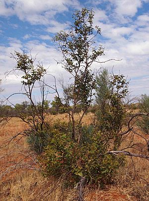 Eucalyptus odontocarpa 2