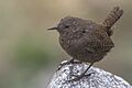 Eurasian Wren Pangolakha Wildlife Sanctuary East Sikkim India 26.03.2016