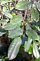 Ficus superba var. henneana leaves