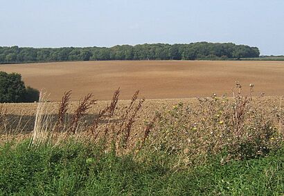 Fields north of Church Lane, Alpheton - geograph.org.uk - 971875