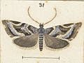 Fig 31 MA I437894 TePapa Plate-XXXIII-The-butterflies full (cropped)