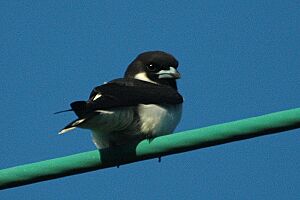 Fijiwoodswallow.jpg