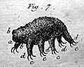 First Recorded Image of Tardigrade