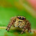 Flickr - coniferconifer - Jumping spider on SunPatiens