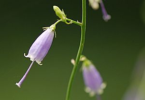 Flowers of Adenophora triphylla