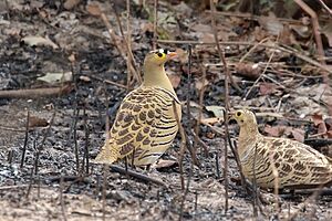 Four-banded sandgrouse (Pterocles quadricinctus) male.jpg