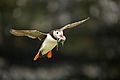 Fratercula arctica -Skomer Island, Wales -flying with fish in beak-8