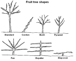 Fruittreeforms