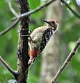 Fulvous-breasted Woodpecker (Dendrocopos macei) at Narendrapur near Kolkata I IMG 8459