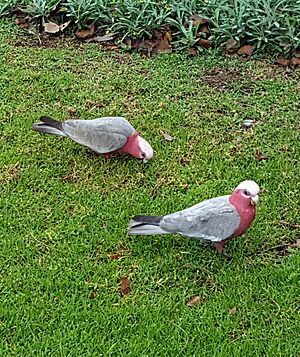 Galahs at Coffs Harbour