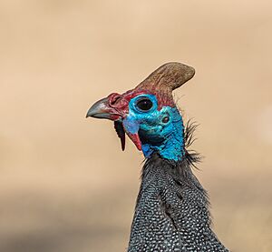 Gallina de Guinea (Numida meleagris), parque nacional Kruger, Sudáfrica, 2018-07-25, DD 48