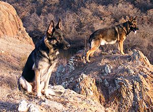 German Shepherds in ravine