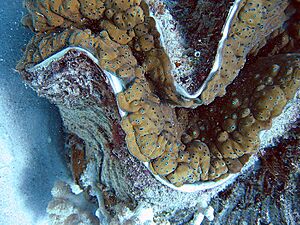 Giant clam detail