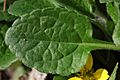 Green and Gold Chrysogonum virginianum Leaf 3008px