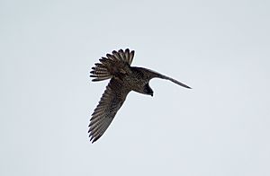 Gyrfalcon (falco rusticolus) in flight