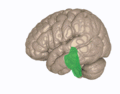 Human brainstem