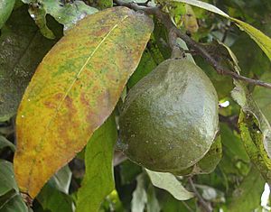 Inocarpus edulis, fruit
