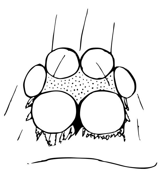 Ischnothyreus.browni.eyepattern