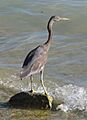 Juvenile Reef Egret